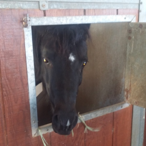 Meet your Posher, Clarisa - Picture 3 of 3